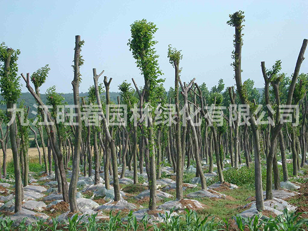 樸樹